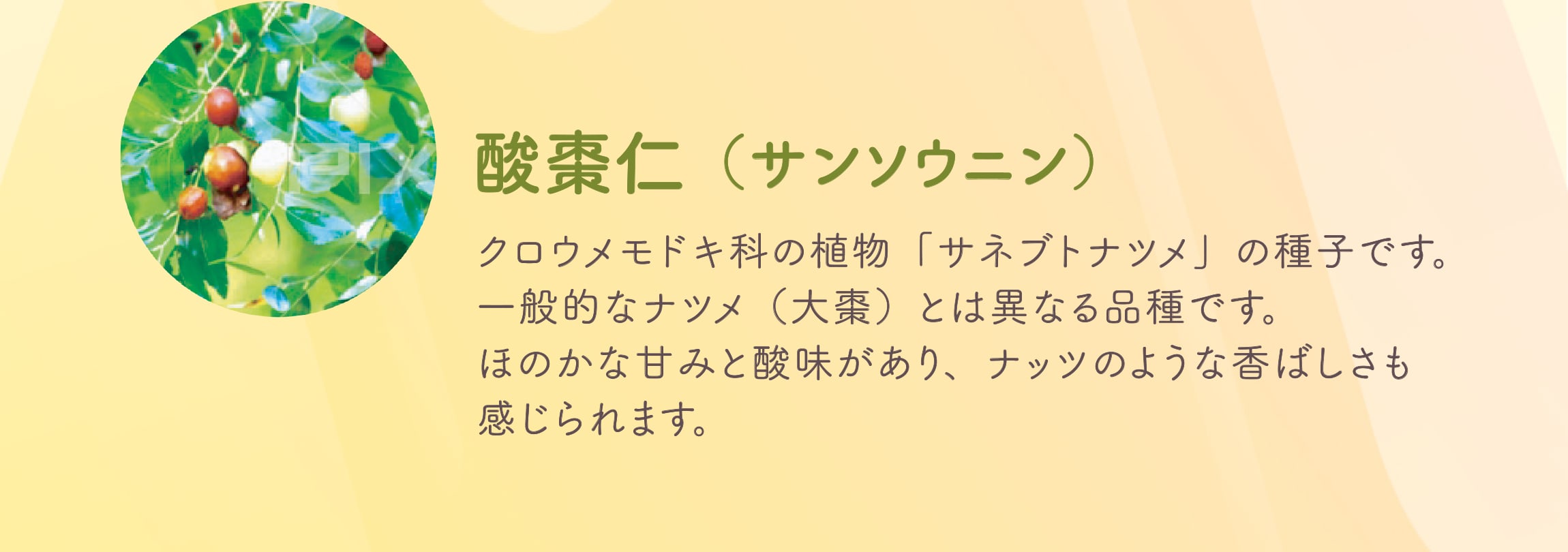 酸棗仁（サンソウニン）