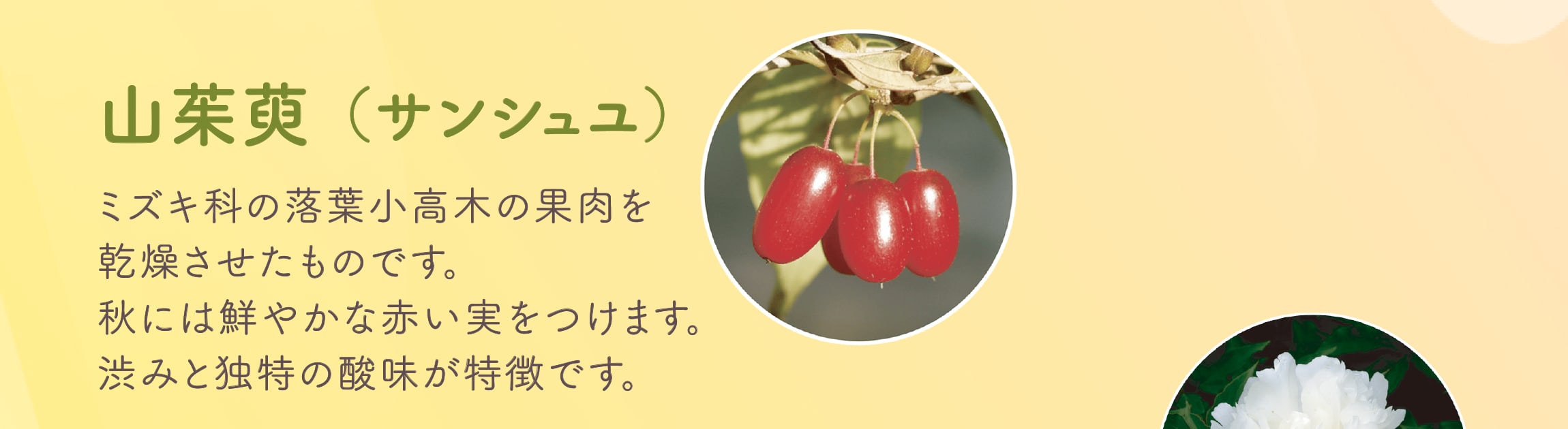 山茱萸（サンシュユ）