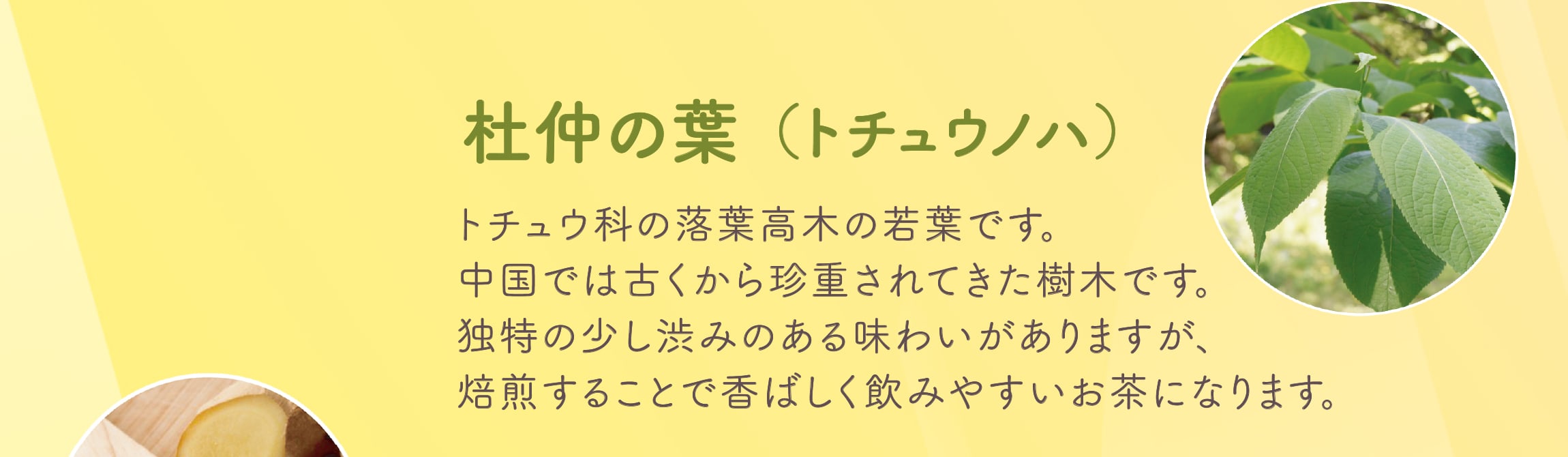 杜仲の葉（トチュウノハ）