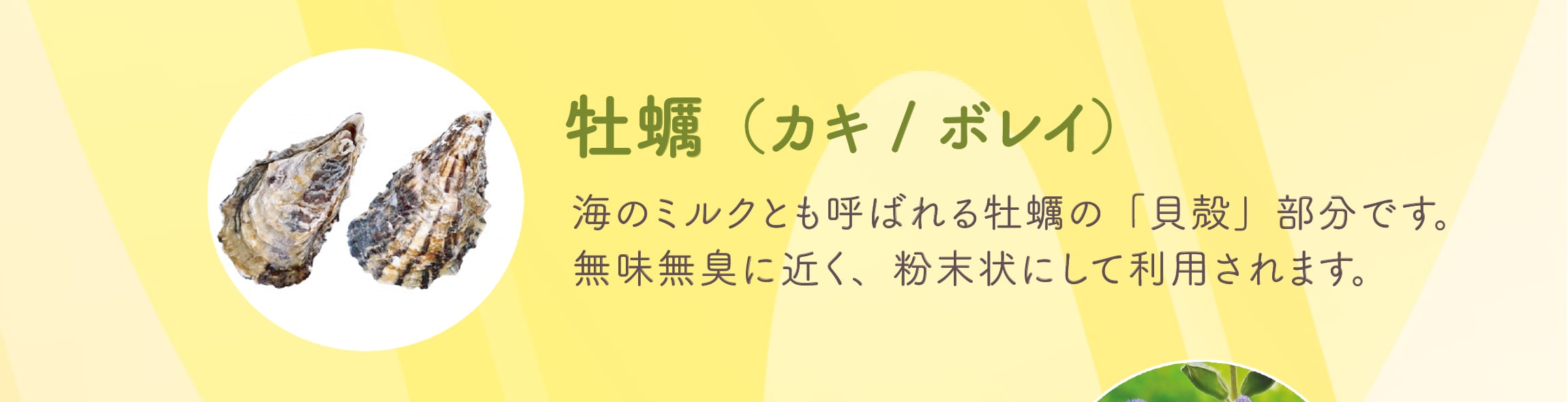 牡蠣（カキ / ボレイ）