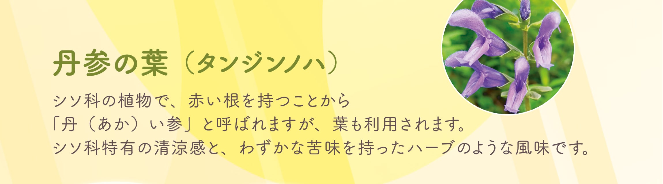 丹参の葉（タンジンノハ）